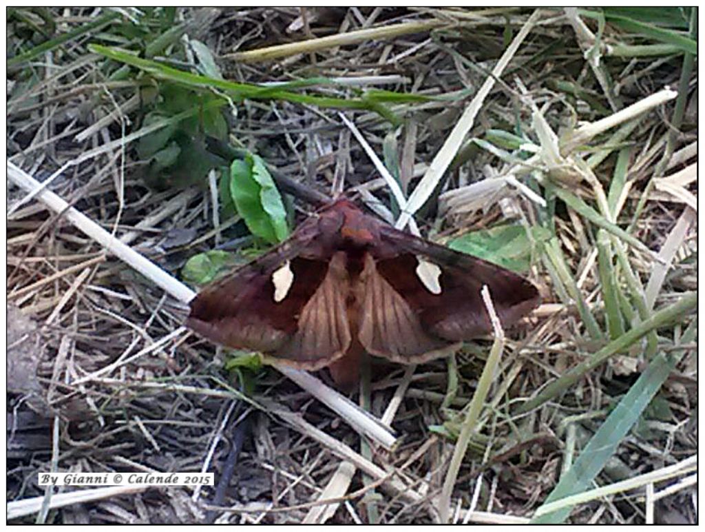 Falena da ID - Autographa bractea